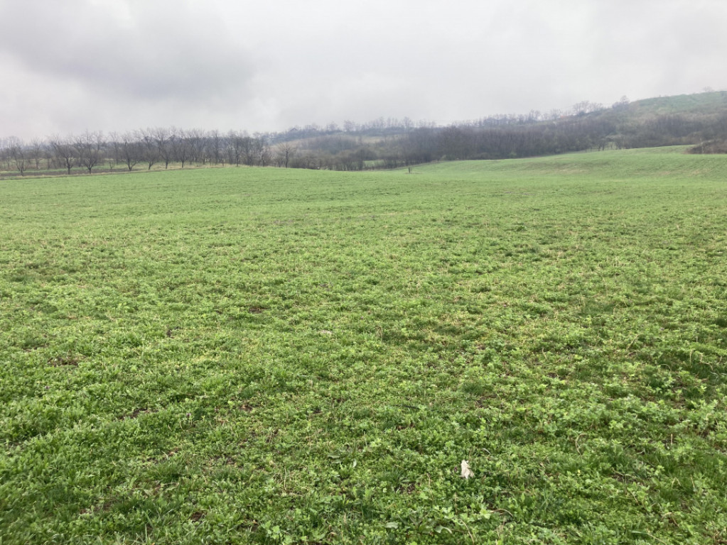 Miroslava! Teren agricol 6435, la 2 min de Primarie!