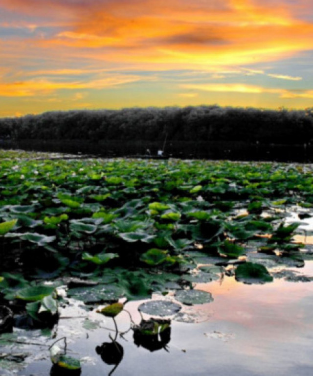 TEREN SILISTEA SNAGOVULUI 5000mp iesire LAC 30ml