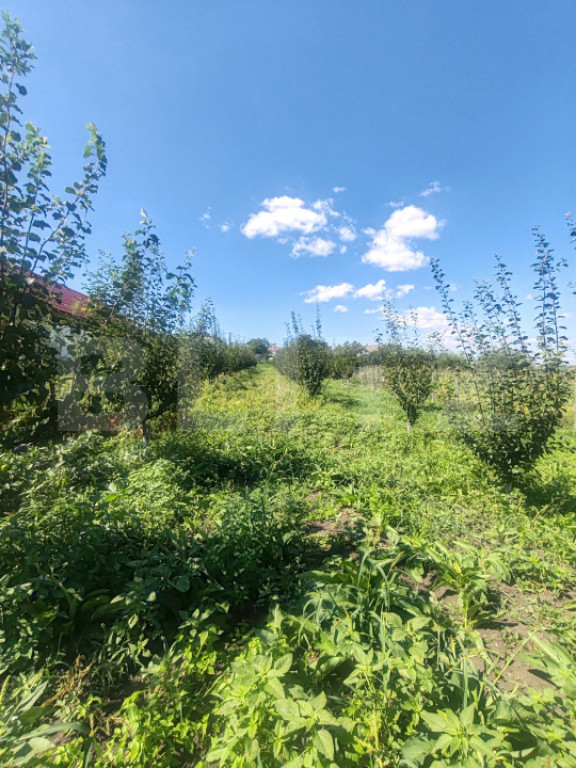 Căsuță tip foișor, 30 mp, pe un teren de 3.000 mp, veder