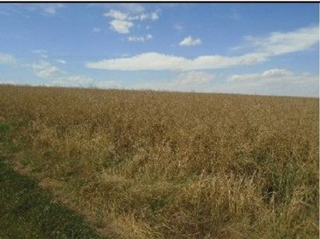 Teren extravilan Trifesti, IR: R2694776