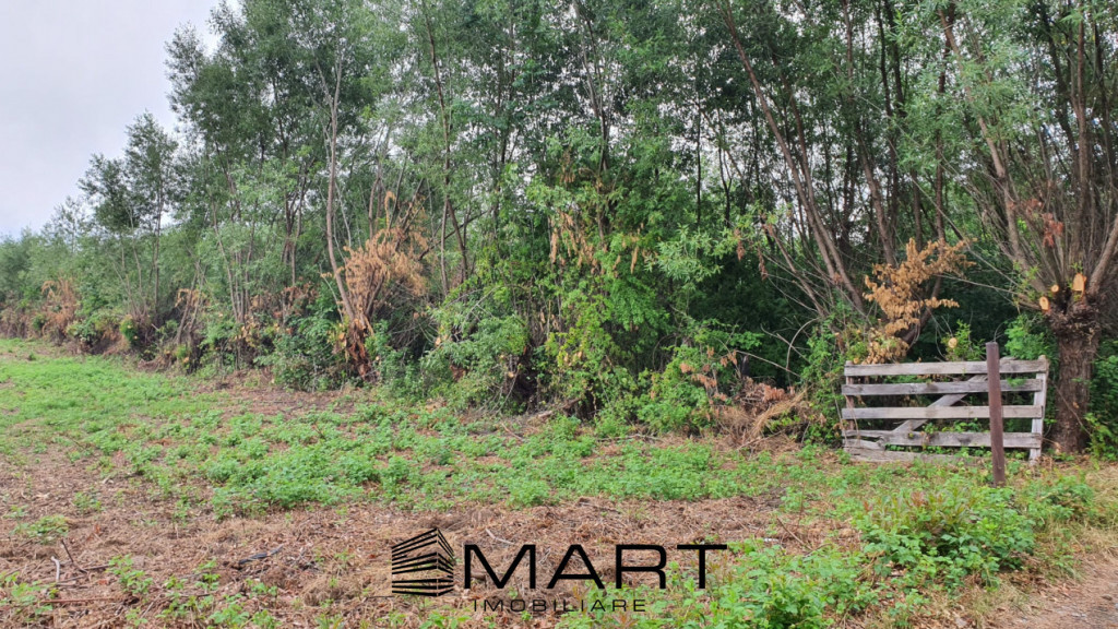 Teren intravilan 1000 mp Tocile de Sus