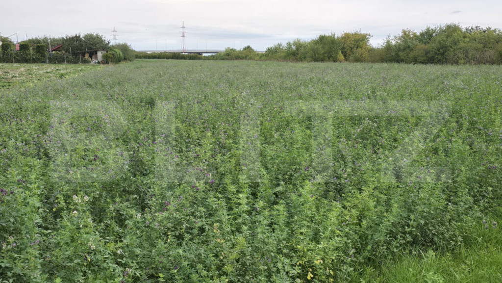 Teren extravilan, 10700 mp, zona Periferie Nord