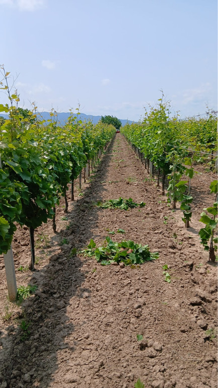 Teren intravilan 3655mp