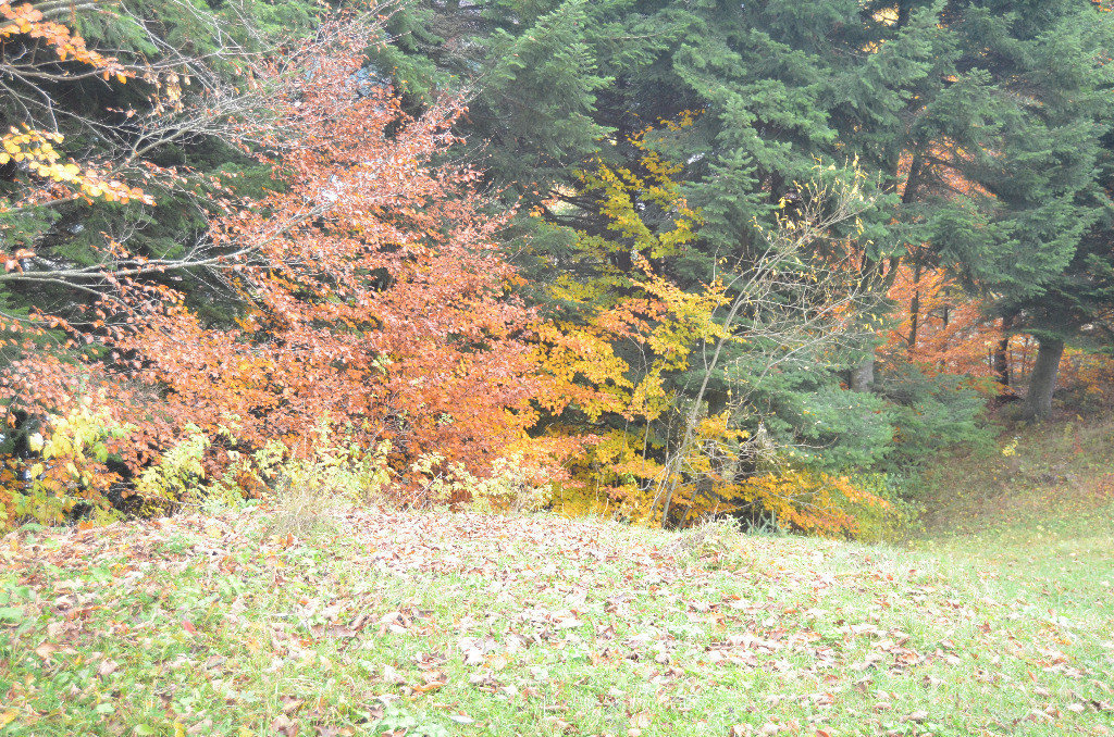 Busteni-Teren intravilan situat in Valea Alba in apropiere de partie