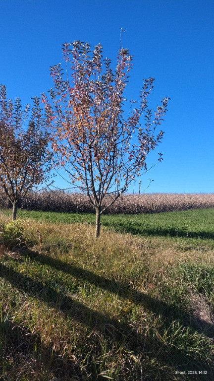 Apartament 2 camere,etaj 2, cu boxa,zona Scoala nr.2-Asirom