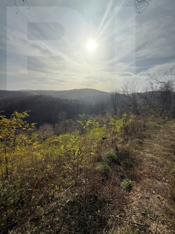 Teren extravilan impadurit, 8271 mp ideal pentru investitie.