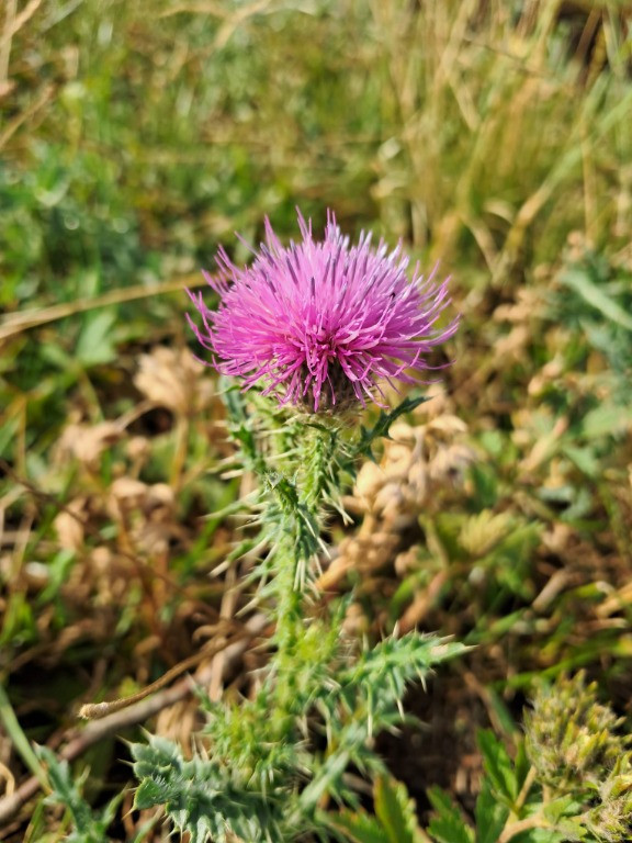 Teren intravilan suprafata de 2504 mp Feleacu