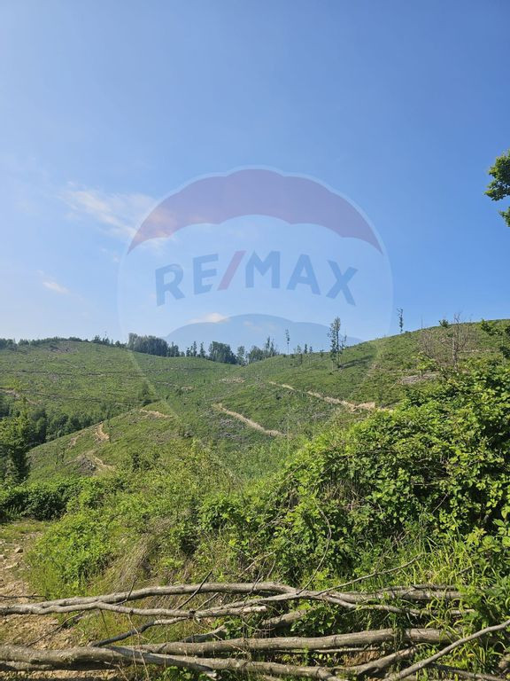 Pasune 21 ha pretabila pentru panouri fotovoltaice,impadurit