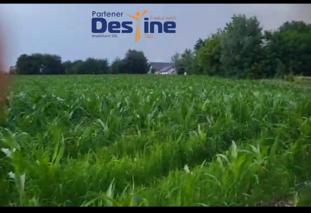 TEREN INTRAVILAN 10.000 MP, CATAMARESTI DEAL, BOTOSANI
