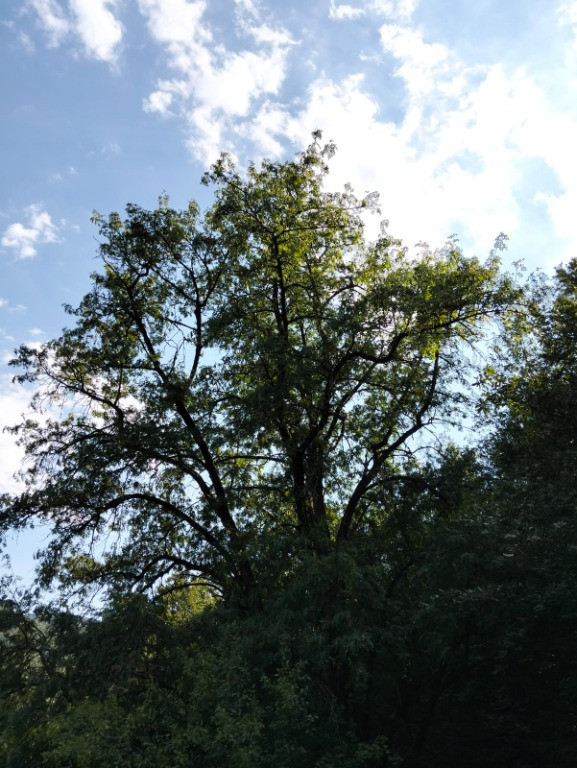 Teren suprafata 7,8 ha,zona idilica-Apuseni