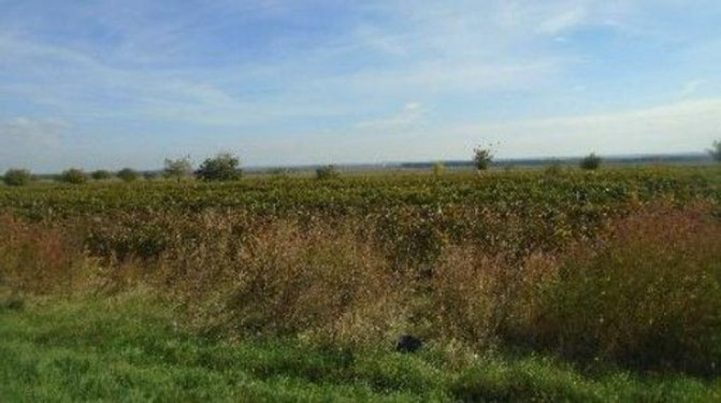 Teren extravilan Obrejita, ID: R2832813