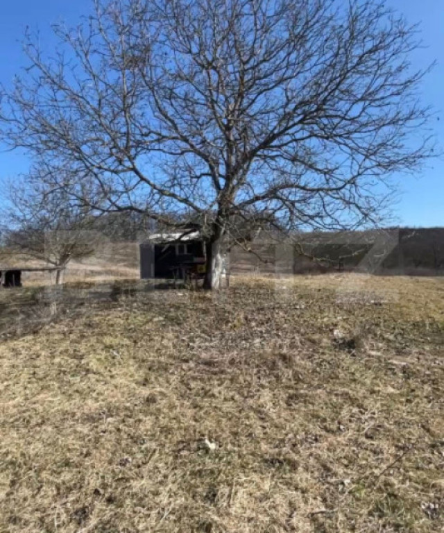 Livadă de nuci – 2 ha | Acces DN17 | Investiție profitab