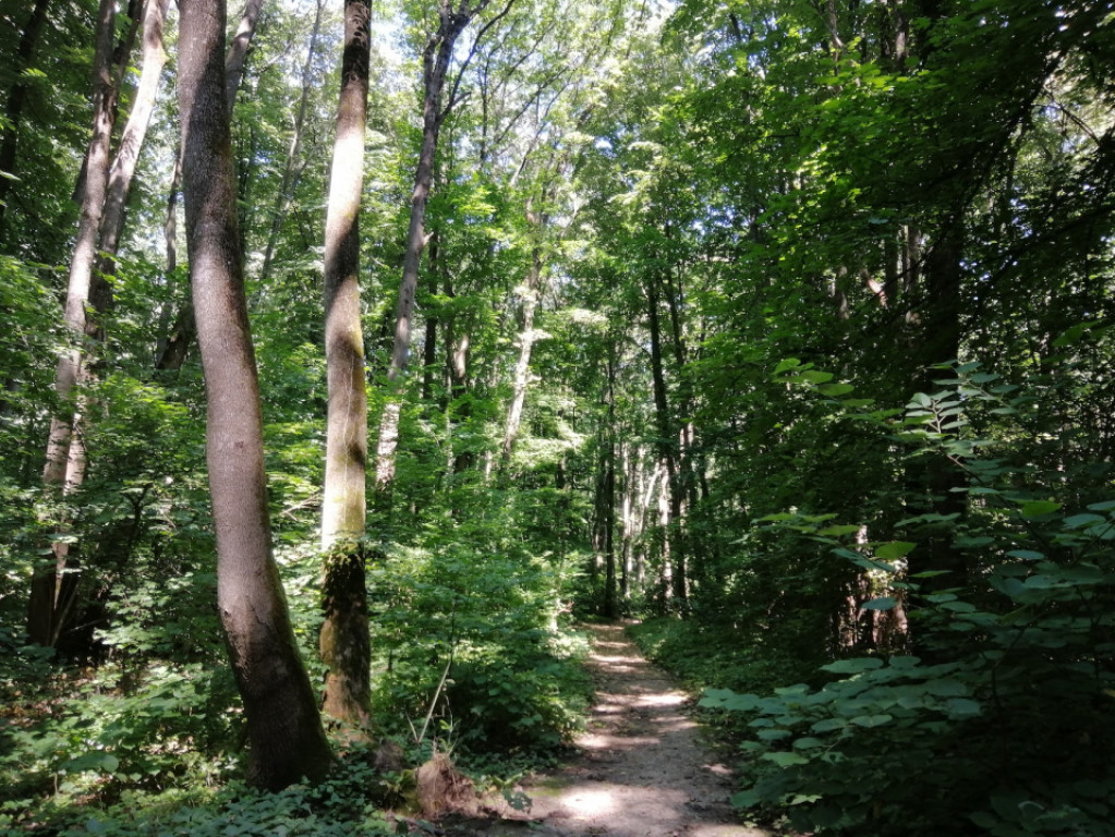 Raritate absolută: Teren 20.000 mp în inima Padurii Bănea