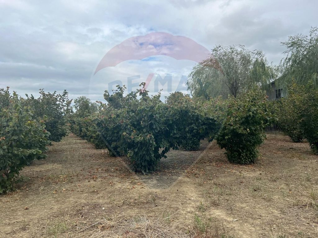 Teren 1300mp Campineanca / Intrare din Strada Hotarului