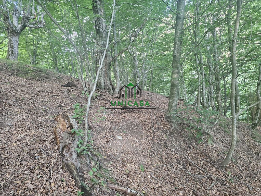 Teren extravilan cu potential turistic - Brezoi