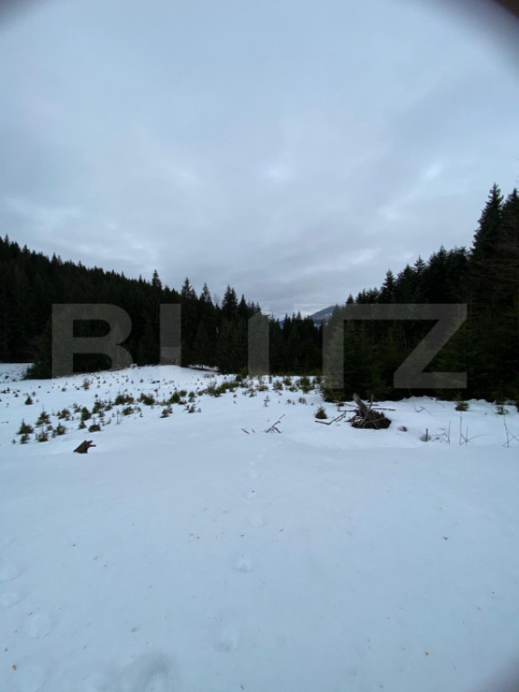 Teren de vânzare – Colibița | 24 arii | în mijlocul pă