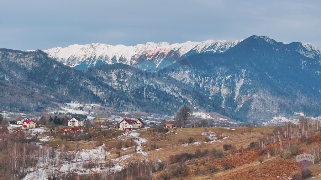 Teren Tohanul Nou 4500mp, in spate Wolf