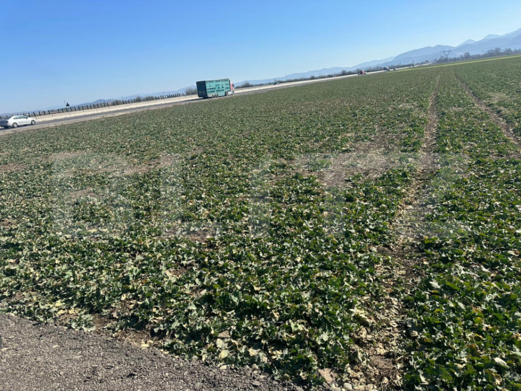 Teren de vânzare – 47.577 mp, Codlea, cu deschidere la DN