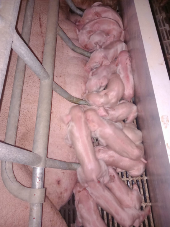 AFACERE LA CHEIE FERMA DE PORCI