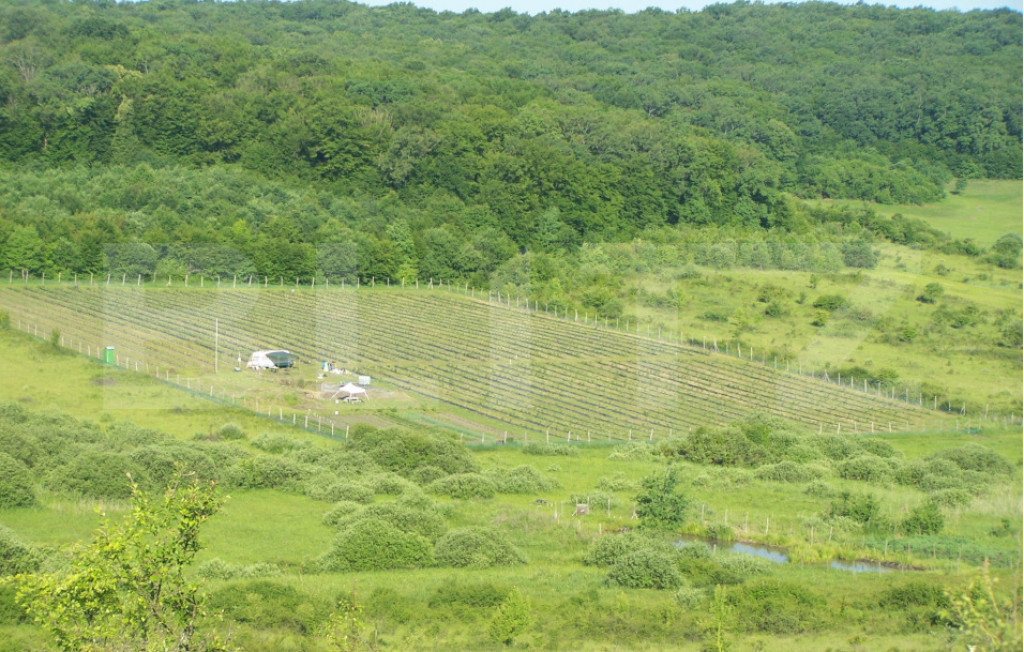 Afacere la Cheie: Plantație Afine BIO – 1.93 Ha – Profi