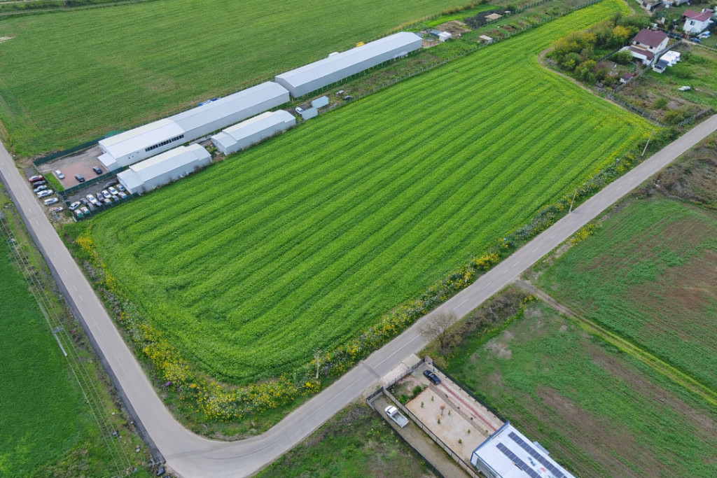 Teren intravilan 7.811 mp | Ciolpani, Ilfov | Acces drum pub