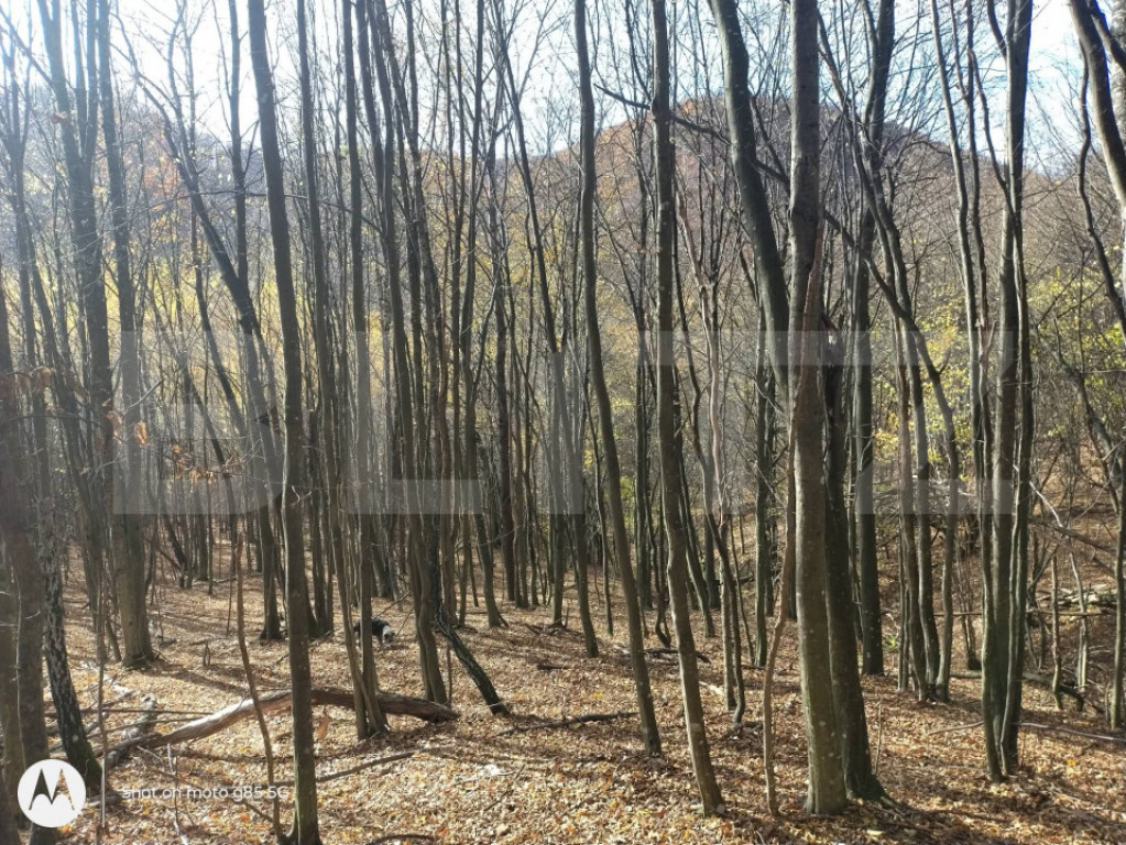 Teren extravilan de vanzare, 3.5 ha padure + pasune in Comun