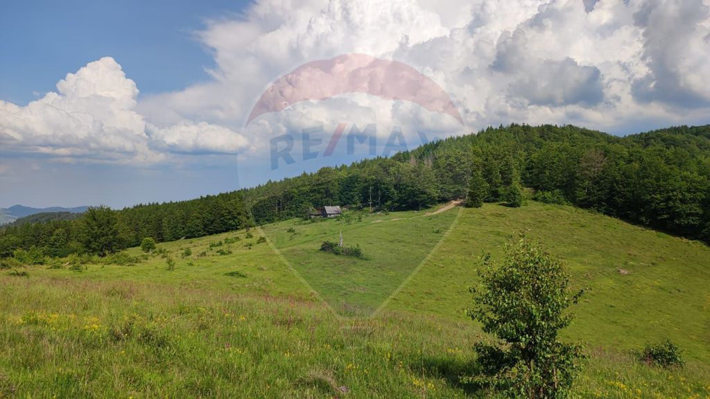 Teren 130000 mp extravilan, faneata si padure, Munteni - ...