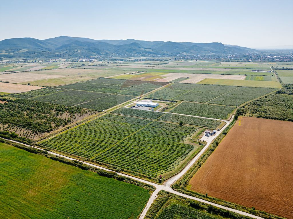 BUSINESS DE VANZARE Plantatie de afin din Romania