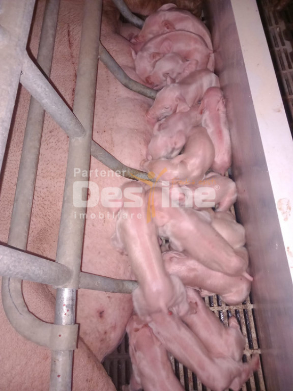 AFACERE LA CHEIE FERMA DE PORCI