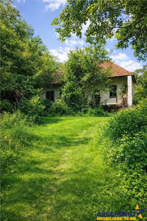 Domeniu verde autentic, 5.000mp, front la DJ, Valcele, Bra