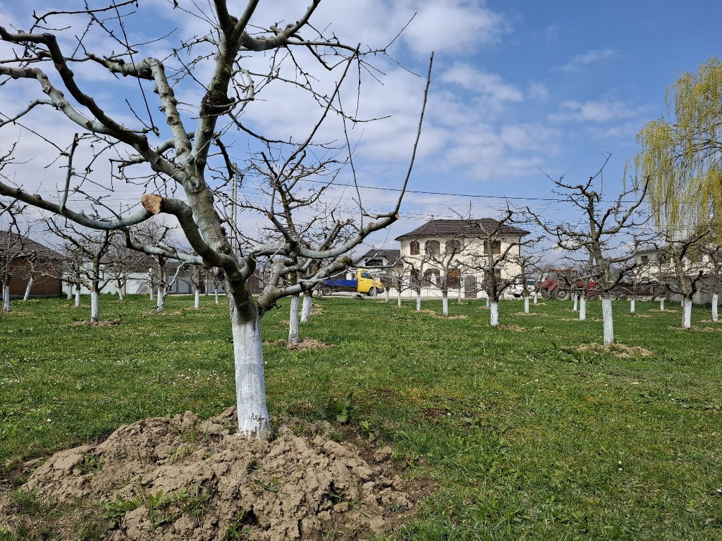 Teren Intravilan 2000 mp - Livadă de meri, Răucești, Neamt