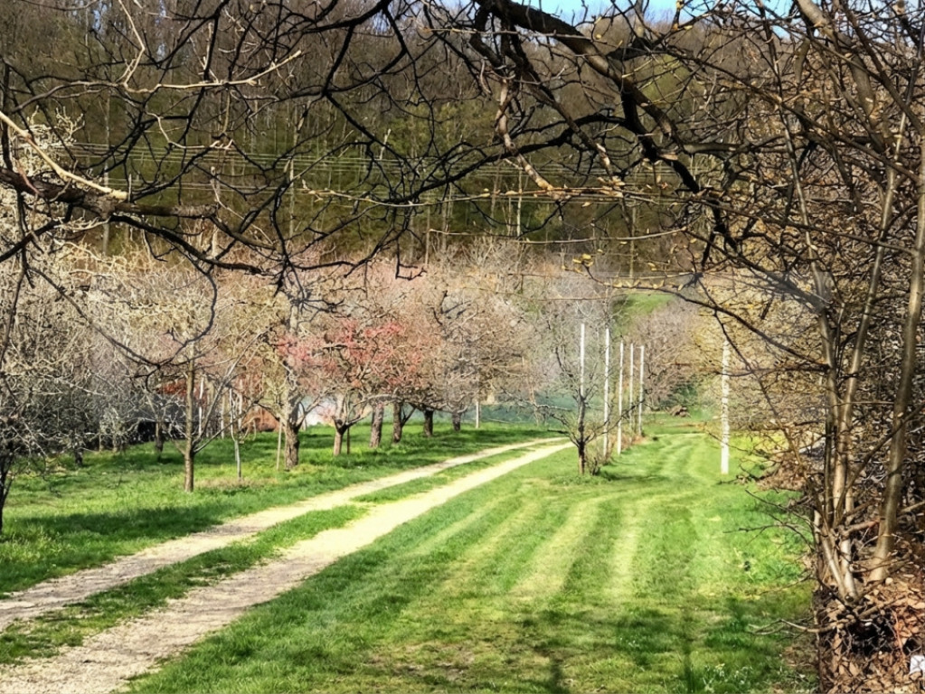 ???? Teren mixt -construibil (intravilan) + livadă matură