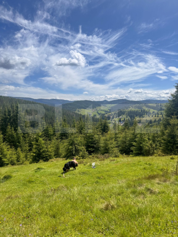 Teren partial intravilan ,9700 mp Oportunitate ,Belis