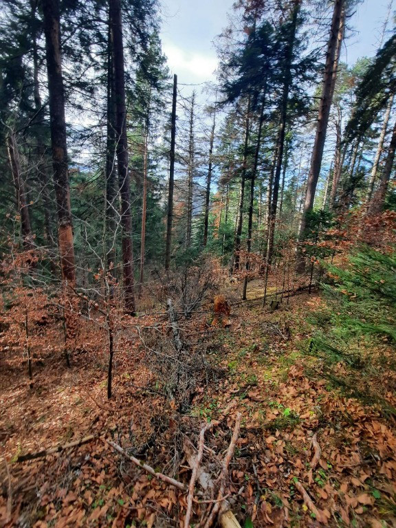 Teren forestier 2.500 mp, Vadurele comuna Alexandru cel Bun jud. Neamt