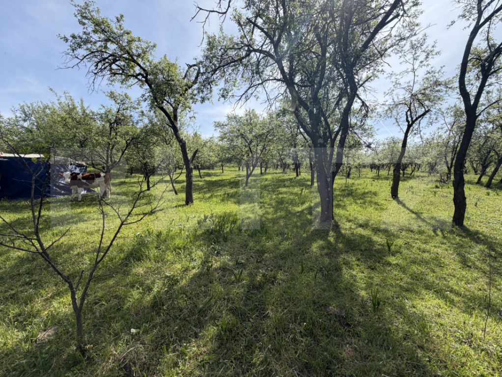 Teren intravilan cu toate utilitatile, 600 mp, zona Episcopi
