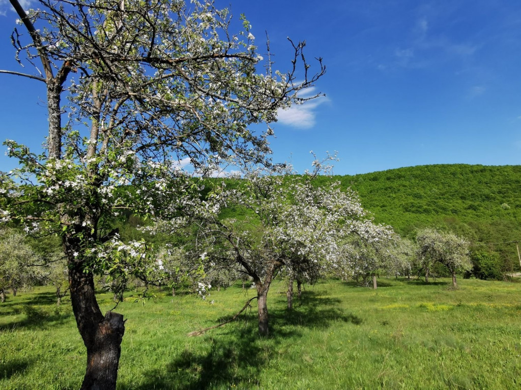 Teren de Vânzare, Budeasa Mica – Potrivit pentru Casă...