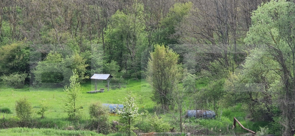 PADURE SALCAM, 120000mp, BRADESTI