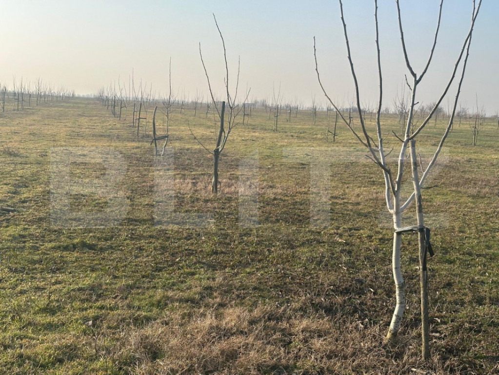 Ferma de nuci - teren agricol, zona Ivesti