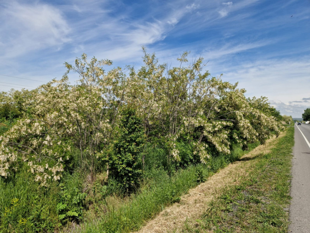 Teren de vânzare, 900 mp, Drumul European – Isalnița