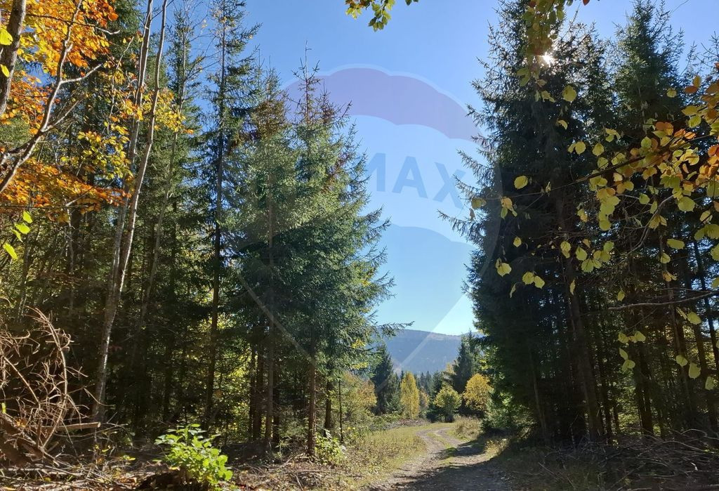 Vânzare teren extravilan, 4 ha pădure, zona turistică ...