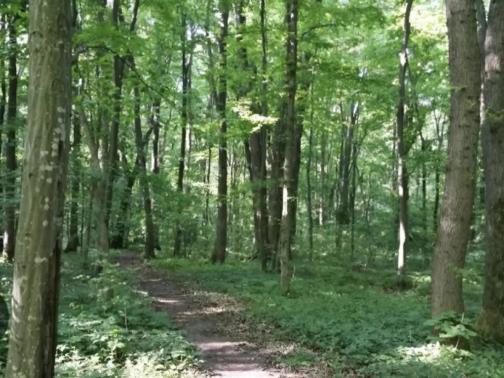Teren extravilan Șoimati 12369mp