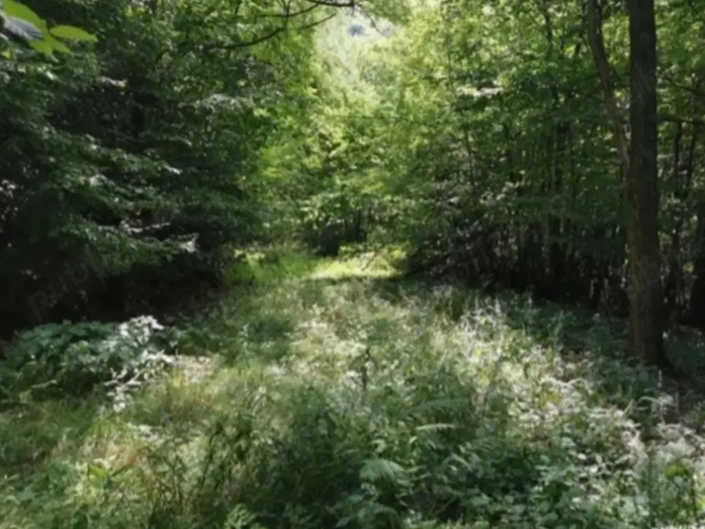 Vând pădure Moneasa