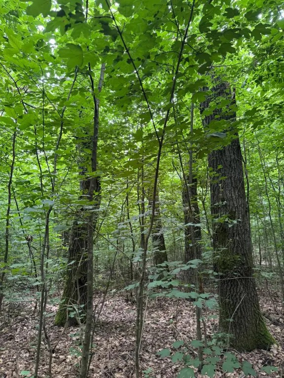 Pădure stejar 2,71 ha – vânzare urgentă / ofertă cumpărare