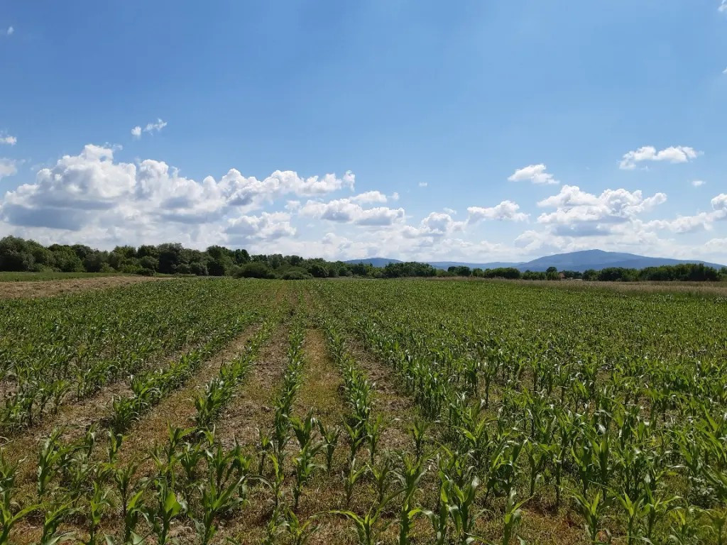 Teren agricol Podu Oltului la limita UAT Harman si UAT Prejmer 20300mp