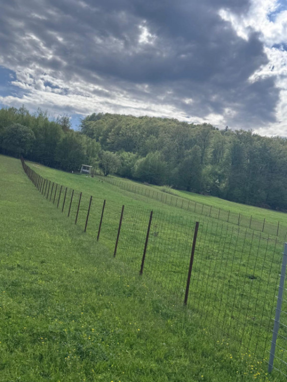Teren intravilan, 2500mp, Voievodeasa, Marginea