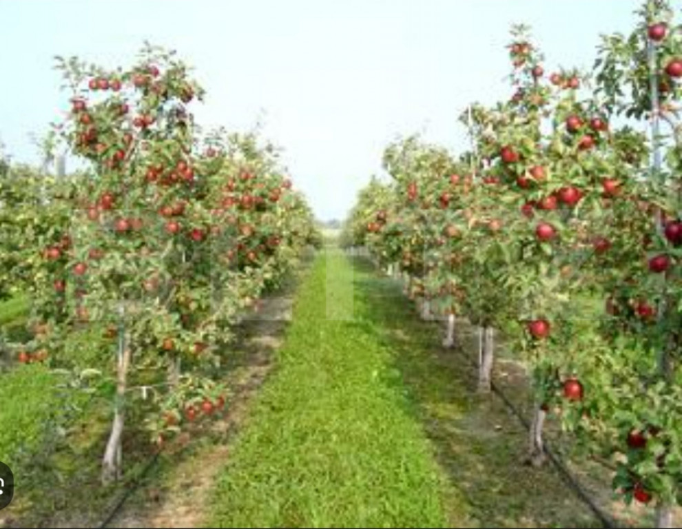 Oportunitate de investiție agricolă– Livadă de meri pe