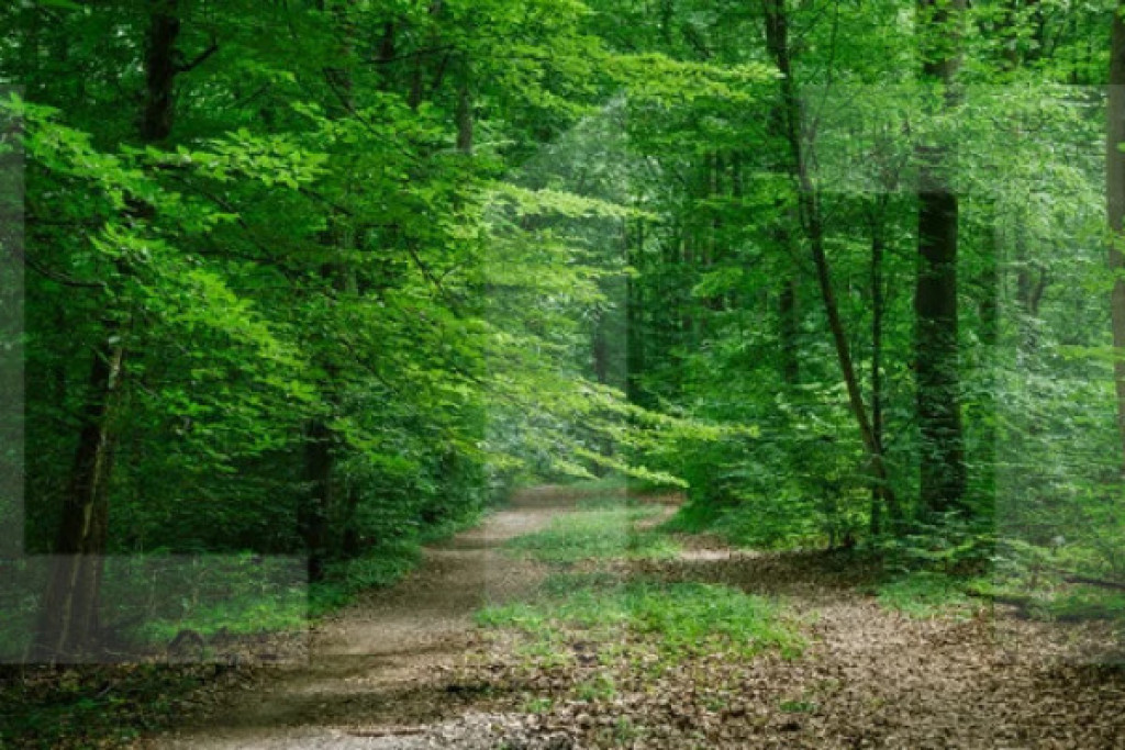 Teren forestier 6.500 mp – Cucorani, cu PUD aprobat