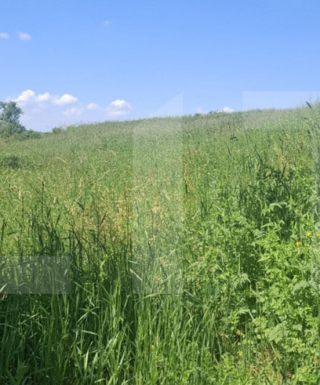 Teren extravilan 4.500 mp în Tudora