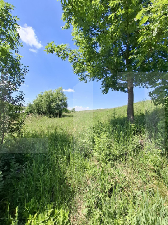 Teren intravilan 2.450 mp în Tudora – ideal pentru caban?