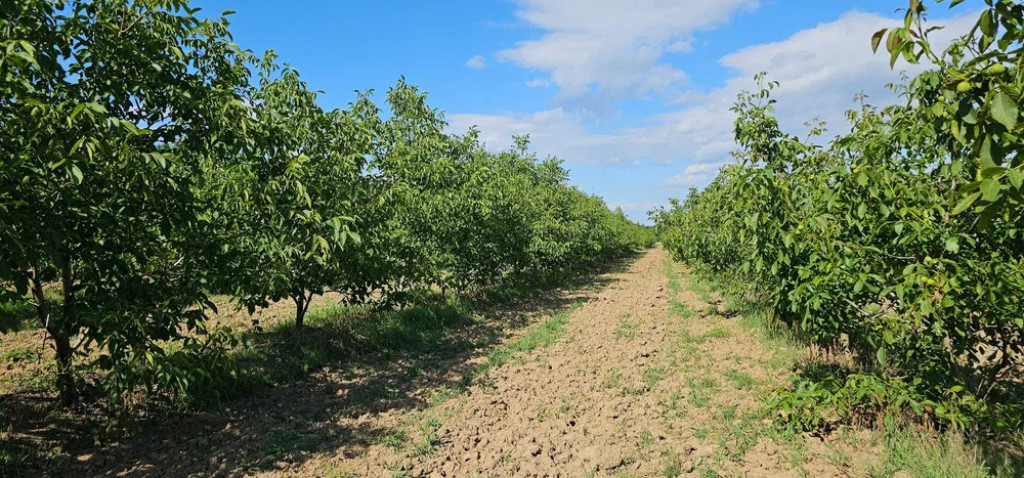 Plantatie de nuci pe rod, 14 ha, 2.000 pomi